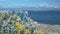 Yellow wild flowers with white stems swaying in the wind against the sea