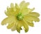 Yellow wild mallow flower on a white isolated background with clipping path. Closeup. Element of design.