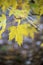 Yellow wild maple leaves on a branch, natural background, vertical