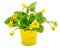 Yellow wild marsh marigold isolated