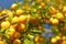 Yellow wild mirabelle prune Prunus domestica subsp. syriaca fruits growing on the tree branch