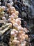 Yellow wild mushrooms on dead beech wood in the forest