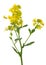 Yellow wild mustard flowers on white