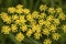 Yellow wild parsnip flowers from Newbury, New Hampshire