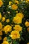 yellow wild rose bush in bloom. Vertical view