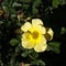 Yellow wild rose flower