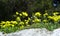 Yellow wild spring flowers sprouted on a white stone. Weed