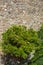 Yellow wild tangerines on the ruins of shrubs. The ancient stone walls of the Arab fortress of Gibralfaro. Landmark of Malaga,