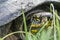 Yellow wild Turtle head walking in grass, macro photography