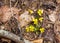 Yellow Wild Violets Viola Papilionacea