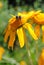 Yellow Wildflover in Colorado - wild sunflower