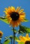 Yellow Wildflover in Colorado - wild sunflower