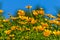Yellow Wildflower Aster Field