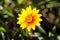 Yellow Wildflower Closeup - Gazania Uniflora