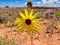 Yellow Wildflower in the Desert of Utah