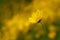 A Yellow wildflower growing in the middle of a meadow in Canada