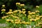 Yellow wildflower of the jerusalem or turkish sage, Phlomis russeliana or Russel Brandkraut
