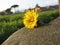 Yellow wildflower lying on a stone at sunset . Tuscany, Italy