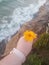 Yellow Wildflower in My Hand Over Cliff Edge at Au Sable Lighthouse within Pictured Rocks National Lakeshore Michigan August 2021