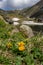 Yellow wildflower on the shore of a lake