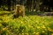 Yellow Wildflowers, Beartooth Highway