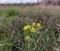 Yellow wildflowers bloom on a wide meadow near the village