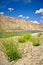 Yellow Wildflowers at Bulunkul Lake, Tajikistan