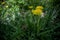 Yellow wildflowers in the canyons