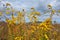 Yellow wildflowers close-up