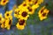 Yellow wildflowers daisies on blurry bokeh background
