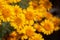 Yellow Wildflowers Desert Marigolds