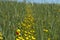 Yellow wildflowers among green ears of wheat