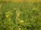 Yellow wildflowers on a green meadow. Field clover. Selective focus.