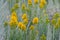 Yellow Wildflowers Grow in Grand Teton