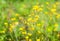 Yellow wildflowers Hypochaeris radicata