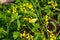 Yellow wildflowers that insects love