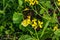 Yellow wildflowers that insects love