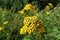 Yellow wildflowers. Natural yellow background