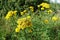 Yellow wildflowers. Natural yellow background