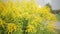 Yellow wildflowers in the park on the flowerbed. Landscaping