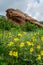 Yellow Wildflowers in Red rocks Park Vertical