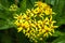 Yellow Wildflowers Solidago viragaurea on Rebun Island, Japan