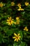 Yellow Wildflowers - Spring Blooms - Dolly Sods - West Virginia