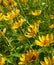 Yellow wildflowers in springtime in Maine