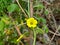 Yellow wildflowers of Woodsorrels - Genus Oxalis