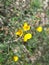 Yellow Wildfowers Found in Ohio