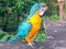 Yellow wildlife macaw in the brazilian rain forest