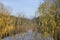 Yellow willow leaves and withered lotus reflecting on the water in a sunny afternoon