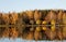 Yellow willow trees on a river bank