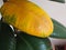 Yellow wilted leaf on green rubber ficus plant Ficus elastica, Assam rubber, Indian rubber tree , houseplants life cycle